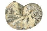 Cretaceous Ammonite (Acanthoscaphites) Fossil - South Dakota #262699-1